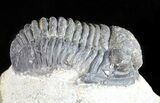 Bargain, Gerastos Trilobite Fossil - Morocco #57632-2